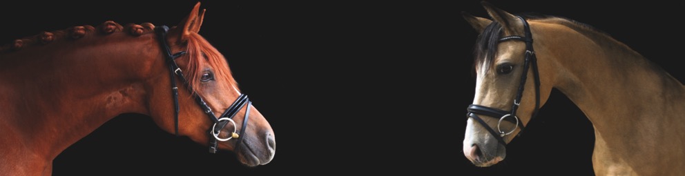 banner1